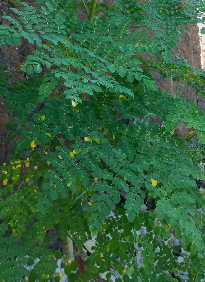 Alpilean Ingredient Drunstick Tree Leaf