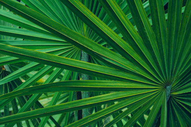 Does Saw Palmetto Support Testosterone Production