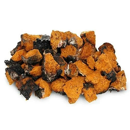 Nootrum Mushrooms Ingredients Chaga Mushroom Extract