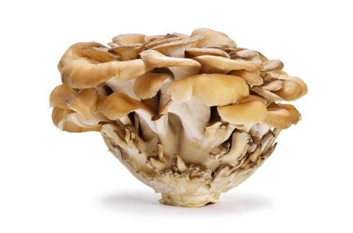 Nootrum Mushrooms Ingredients Maitake Mushroom Extract