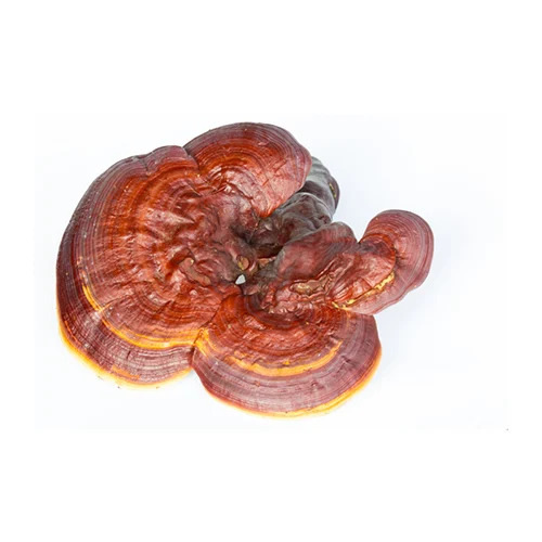 Nootrum Mushrooms Ingredients Reishi Mushroom Extract