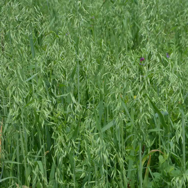 Oat Straw And Testosterone Is There Any Connection