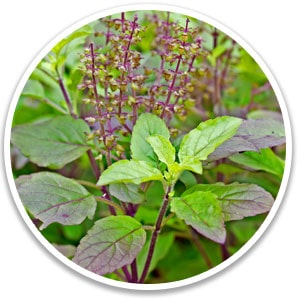 Puravive Ingredients Holy Basil