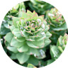 Rhodiola Rosea Ingredient Of PhenGold