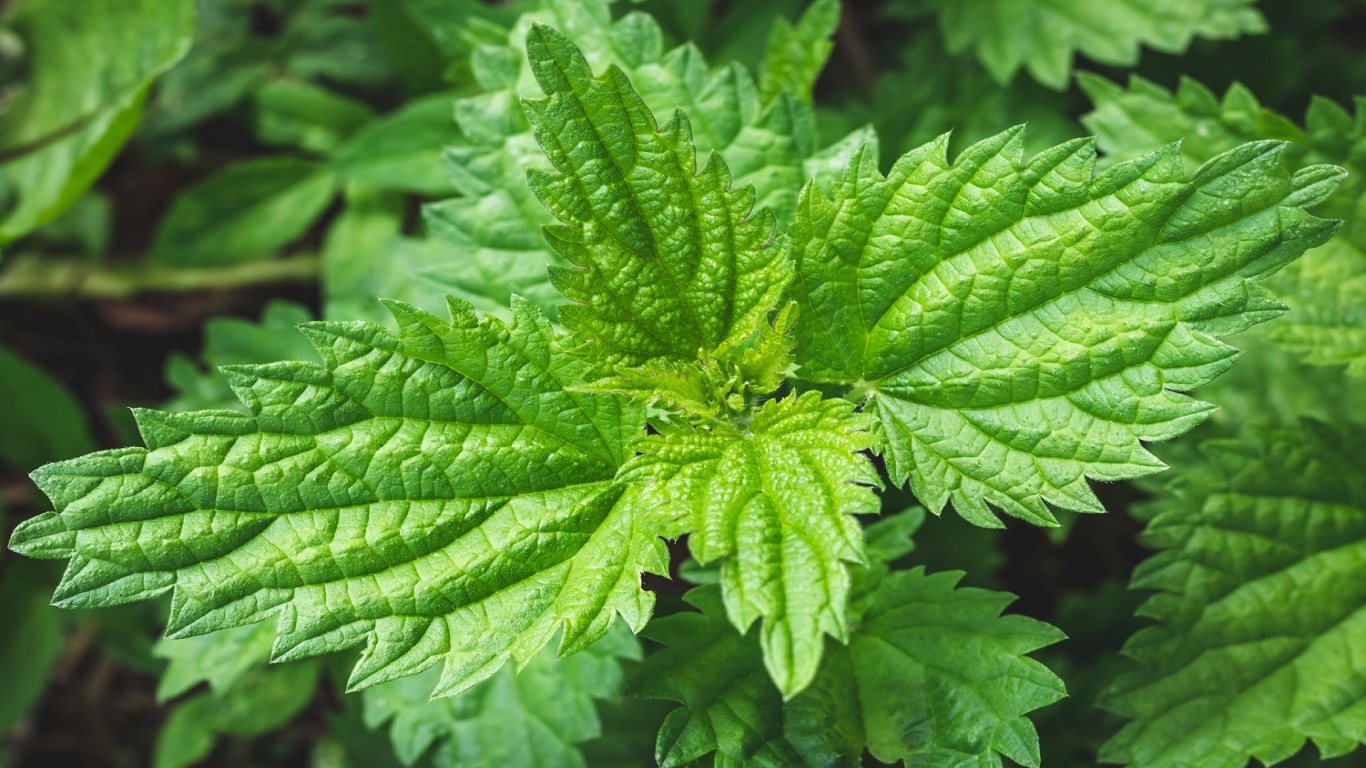 Testo-Max Ingredients Nettle Leaf Extract