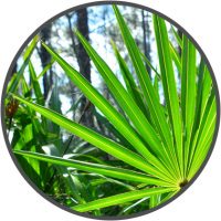 VigRX Plus Ingredients Saw Palmetto