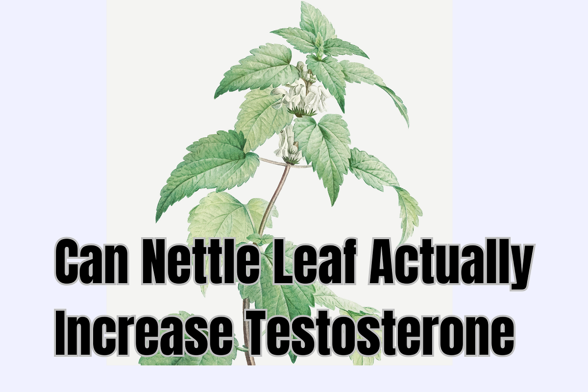 Can Nettle Leaf Actually Increase Testosterone